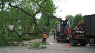 bomen kappen 